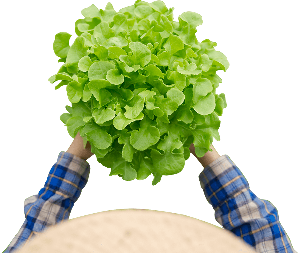 venta directa de productos